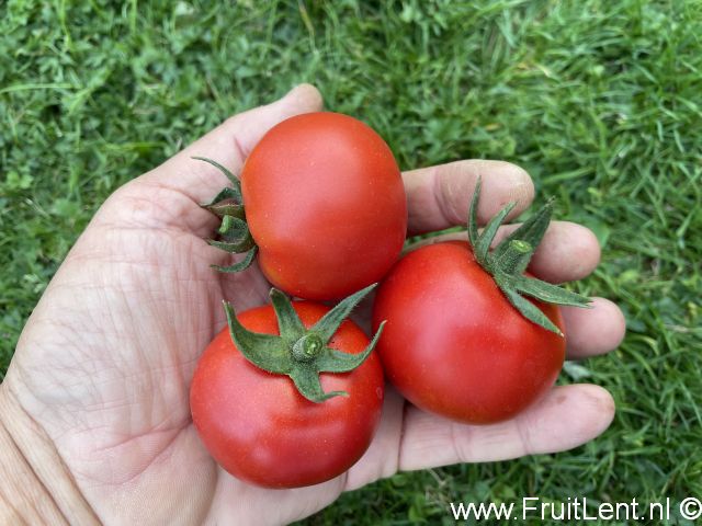 FruitLent test 2024.T (F1-hybride)