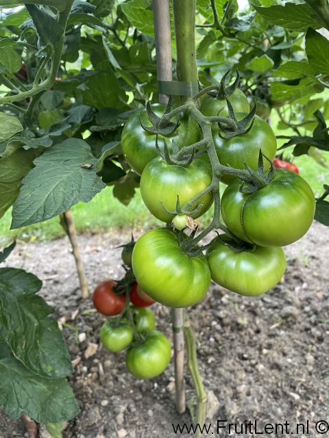 FruitLent test 2024.T (F1-hybride) - Afbeelding 2