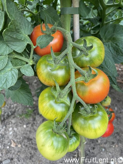 FruitLent test 2024.T (F1-hybride) - Afbeelding 4