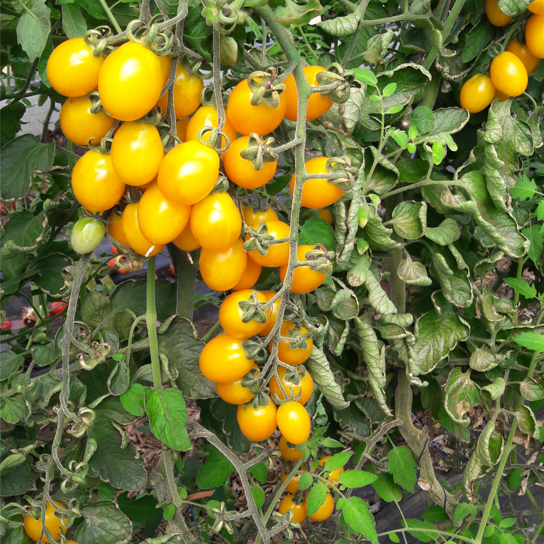 Star Gold (F1-hybride) - Afbeelding 3