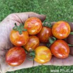 Bonbon de Gembloux (3)